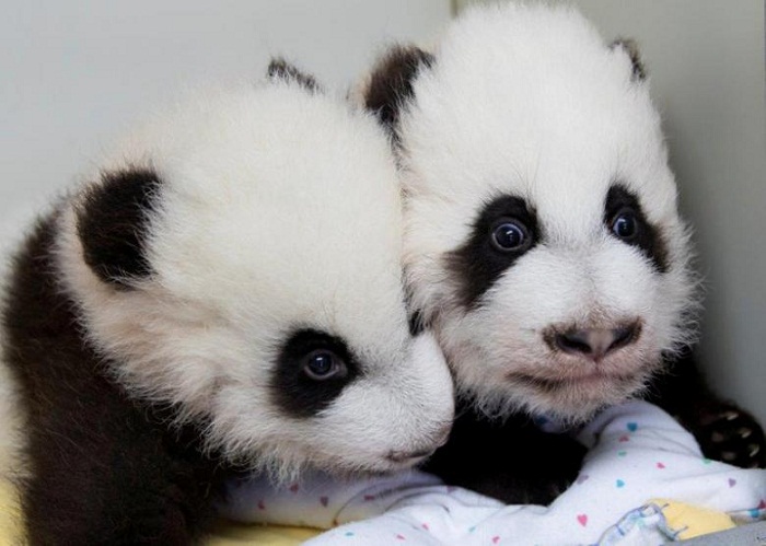 Atlanta zoo names twin giant pandas `Elegant` and `Joy` 